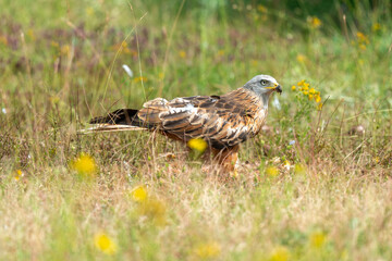 Milan royal,.Milvus milvus , Red Kite