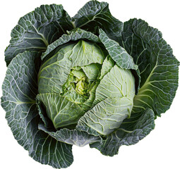 Obraz premium Fresh green cabbage with crisp leaves