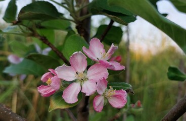 Pink flowers of
Anna apples are blooming beautifully in my garden.