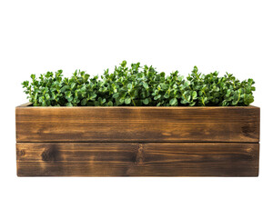 Wooden planter box filled with lush green plants, white isolate background.