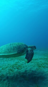 Vertical video, Sea Turtle with shark bite marks on fins swimming in turquoise water, Slow motion of Green Sea Turtle, Chelonia mydas with its front flippers bitten off by shark swims above seabed