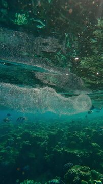 Vertical video, Translucent Colonial Pyrosoma drifting below water surface in morning sun light, Backlit (Contre-jour) on background swims tropical fishes, slow motion