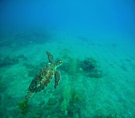 Obraz premium green sea turtle in caribbean sea, swimming to the surface. Underwater photo of chelonia mydas reptile. Guadeloupe wildlife