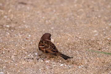 해수욕장 모래밭에서 먹이를 찾는 참새들