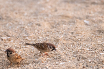 해수욕장 모래밭에서 먹이를 찾는 참새들