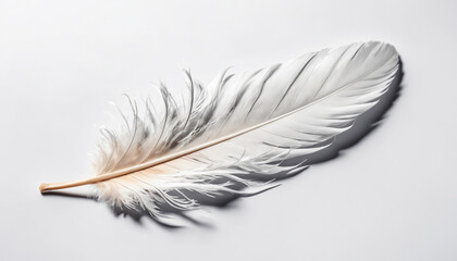 Obraz premium feather on a well lit white background