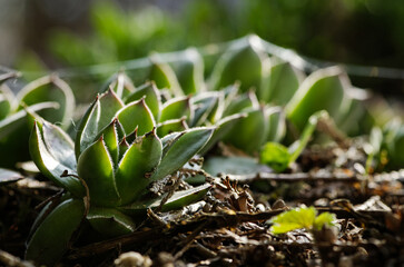Aoenium aureum