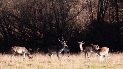 
Fallow, deer in the winter sun 