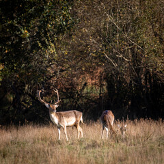 
Fallow, deer in the winter sun 