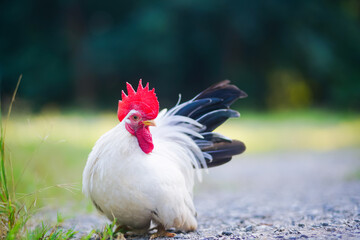 Portrait of a Thai white black tail bantam chicken  standing on the park.