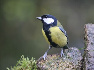 Naklejka premium Great tit in a tree