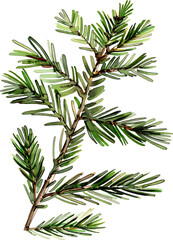 Fototapeta premium Illustration of an evergreen branch