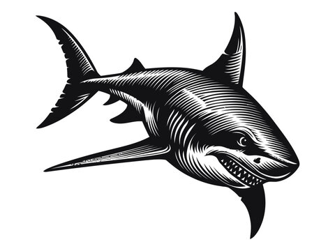 Angry shark