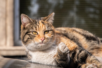 Beautiful street tricolor cat on car roof closeup on sunny day