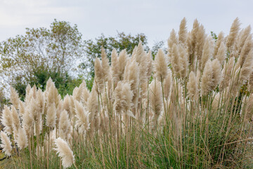 Selective focus of white cream puffy flower of Pampas grass in the garden with blurred green trees,...