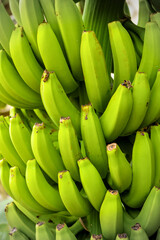Bananas Growing on Tree Close up