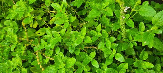 planting green basil in home garden