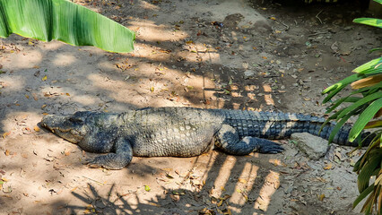 Crocodile Sunbathing At The Zoo