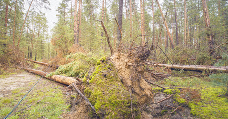 Fototapeta premium Forest with a large fallen tree in the middle
