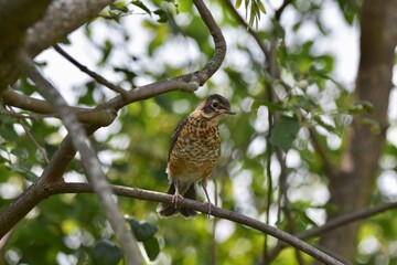 American robin juvenile bird on a tree branch