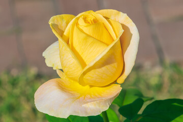 Beautiful yellow Rosa foetida in the garden. Austrian briar, Persian yellow rose, Austrian copper rose.