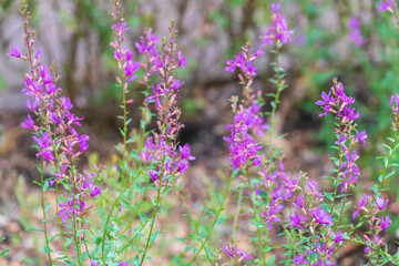 Naklejka premium Pink flowers of Lythrum virgatum. the wand loosestrife.