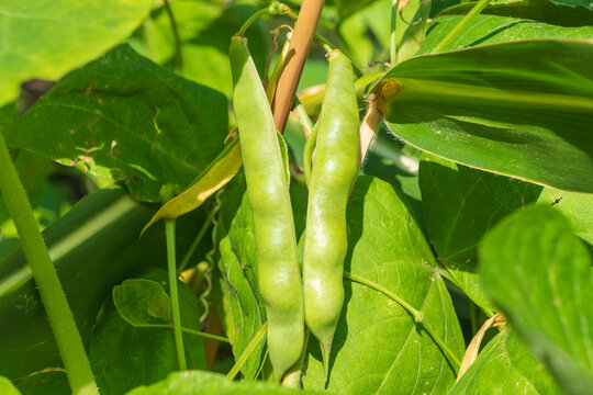 Pods of Phaseolus vulgaris, the common bean.