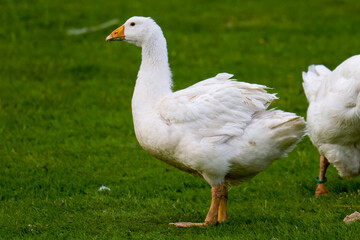 Fototapeta premium Hausgänse auf einem Bauernhof in Freilandhaltung