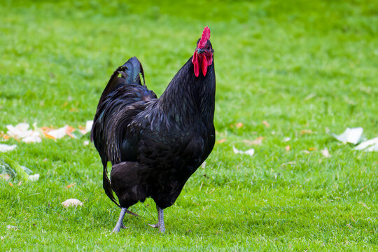Australorp H&uuml;hner auf einem Bauernhof