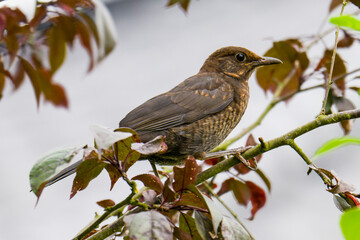 Junge Amsel ( Turdus merula )