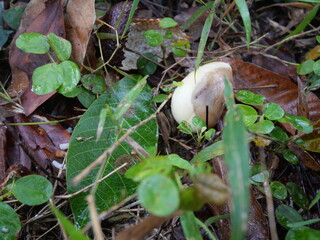 Rubber tapping is done by cutting or slicing the bark using certain methods or techniques, with the...