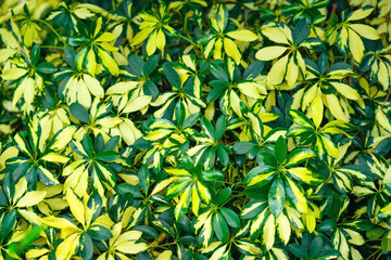 Variegated leaves of tropical plants Schefflera even layer