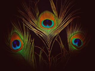 Obraz premium Peacock feather isolated over black background.colourful plumage of peacock.Closeup of peacock feather with different colours.Attractive,vibrant,dynamic backgrounds.Bright blue and green feather.