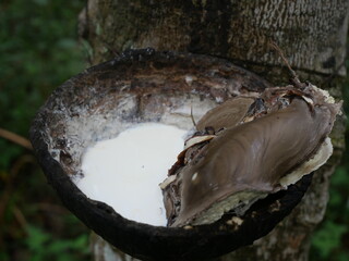 Rubber tapping is done by cutting or slicing the bark using certain methods or techniques, with the aim of obtaining sap or latex. which is often found in Southeast Asian countries