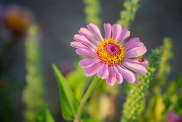 Obraz premium Purple marigold, soft evening sunlight