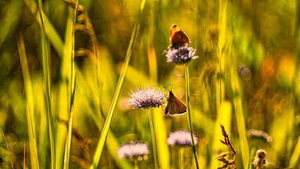 two butterfly sits on flower beautiful background colorful background grass laka green