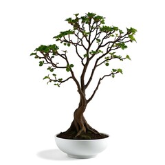 Obraz premium Bonsai Tree in White Pot Isolated on White