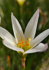 Close up or macro photo of white chocolate flower (Kembang Cokelat) or Zephyranthes candida.