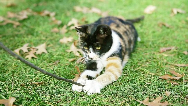 Astray cat playing with a wooden stick on the lawn
