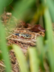 Grass Snake Basking Through Reeds