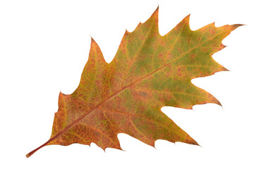 autumn oak leaf isolated on transparant background