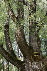 Obraz premium The dense crown of an ancient oak tree on a hot summer day