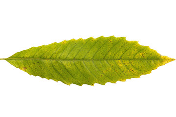 autumn green yellow leaf with speckles in macro and isolated in transparant background
