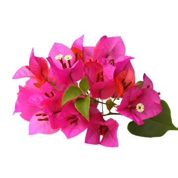 recommend clip art: pink flowers png isolated on transparent background