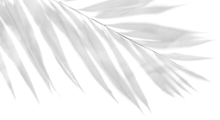 Obraz premium Close-up of fern leaf with geometric shadows