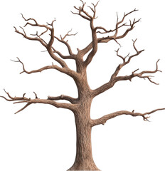 Fototapeta premium Leafless tree with twisted branches