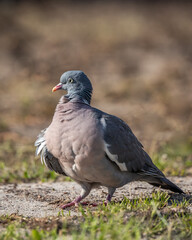 Obraz premium Gołąb miejski Columba livia forma urbana
