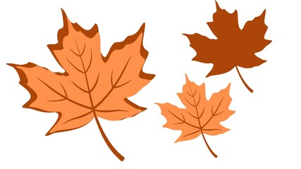 Fototapeta premium Picture with shadow of maple leaves
