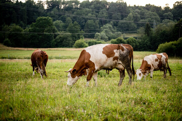 Organic Cattle Grazing in Golden Hour