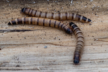 Mealworm larvas, Tenebrio molitor, in nature, in insectofarm. Alternative protein source, east food, pet feed for birds, rodents, reptiles. Insectophobia, objects for insecticides.